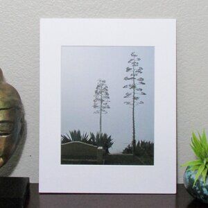 NWT Photography Print Matted - Agave near Carquinez Bridge 11"x14"